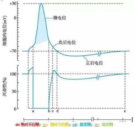 從而影響肌肉的收縮功能,嚴重時會引起肌肉強直收縮,也就是肌肉痙攣