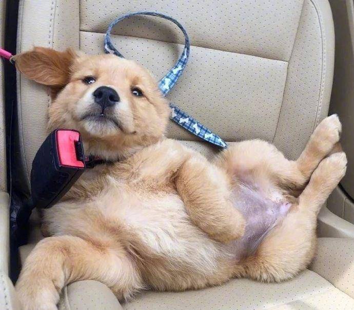 摸头|柯基当街被打，下一个动作让人泪目