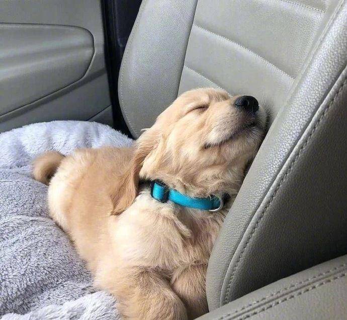 摸头|柯基当街被打，下一个动作让人泪目