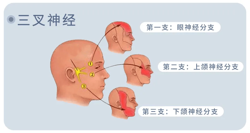 三叉神經痛:三叉神經負責我們從頭頂,面部到口腔的感覺,和咀嚼肌的