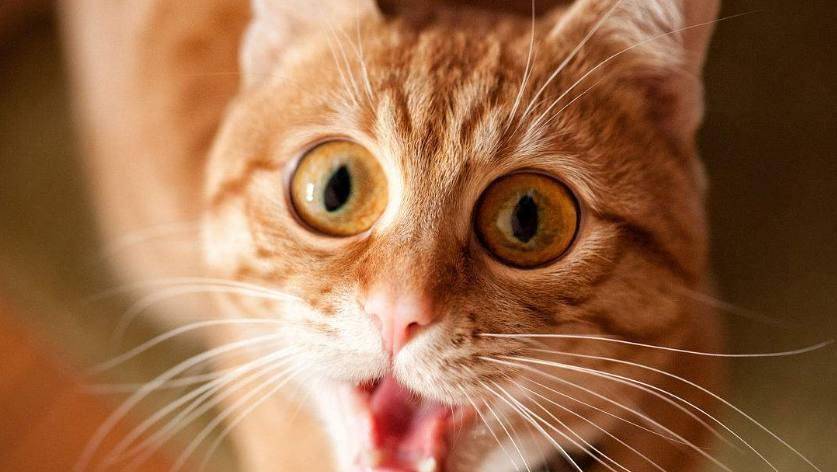 猫咪|铲屎官买了榴莲回家, 猫咪上前查看, 闻了后被臭得当场跌倒