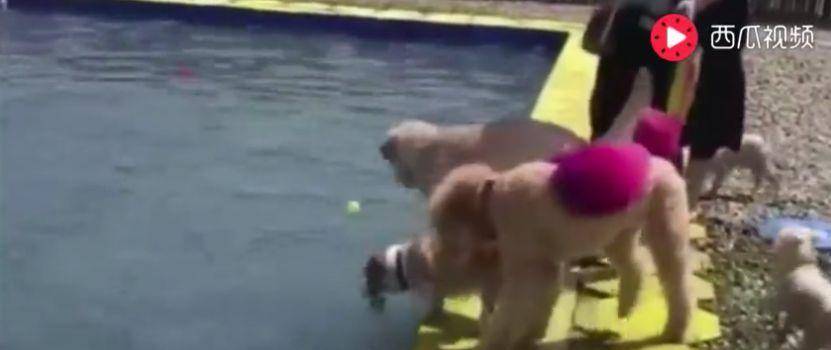 泳池|金毛骗柯基泳池水刚到大腿, 柯基纵身一跃结果傻眼了……