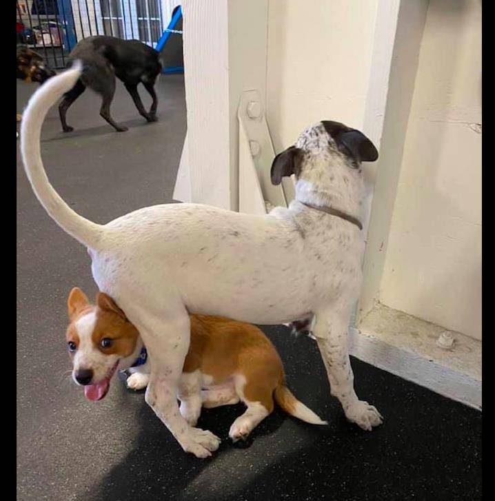 带着|柯基很喜欢钻别的狗狗身下，见一个钻一个，狗：天塌下来我不怕