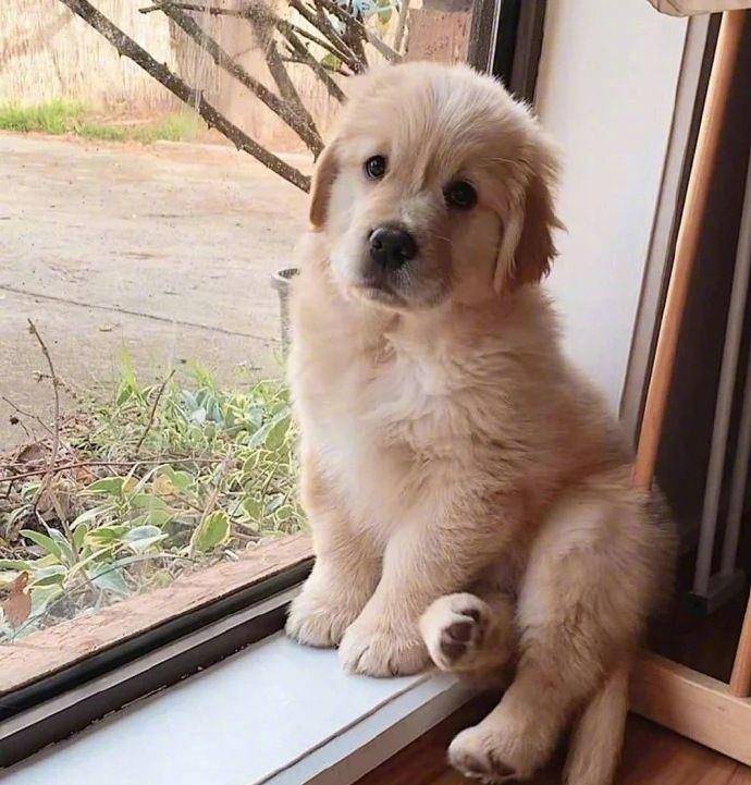 摸头|柯基当街被打，下一个动作让人泪目