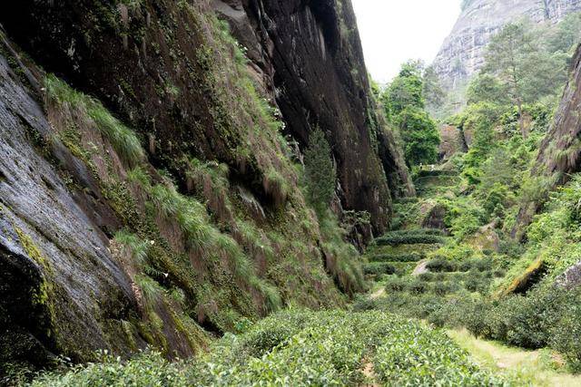武夷山牛栏坑,一不小心就摔进了美景中