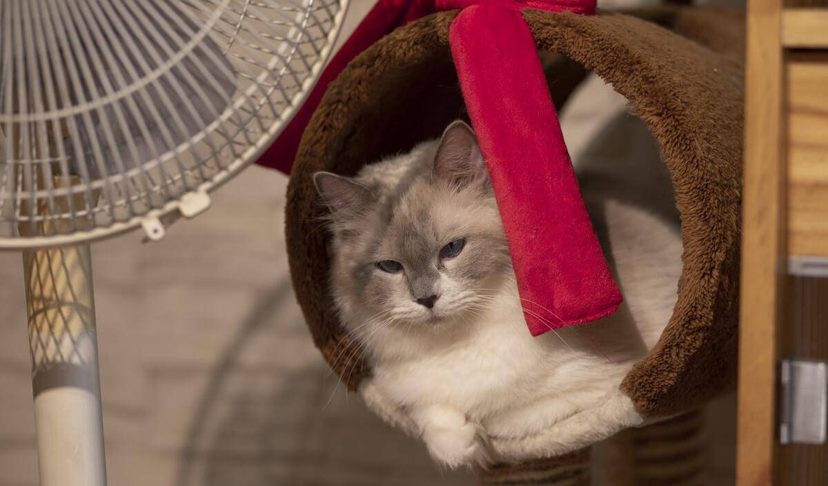 猫咪|兽医:别犯这些错误,就能让猫咪多活3年