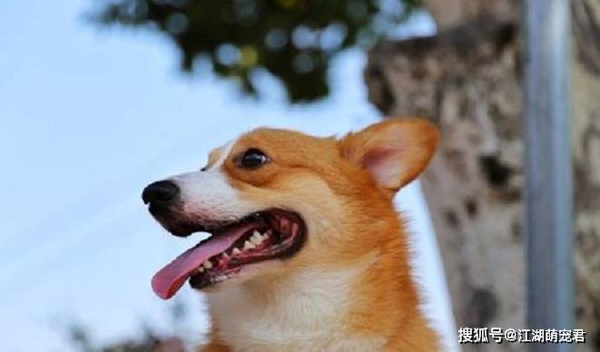 因为|养狗以后,会有下面5个行为,看看你中了几个