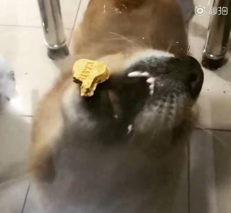 观点评论|主人在桌上放了一块零食, 金毛隔着玻璃咬半天、急出双眼皮