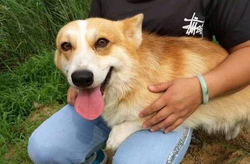 食品|对柯基犬来说，这几种食品，才是它的最爱