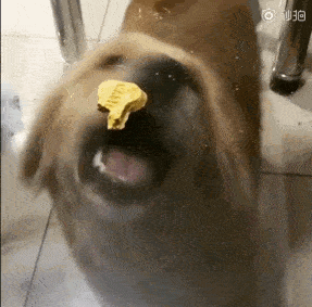 观点评论|主人在桌上放了一块零食, 金毛隔着玻璃咬半天、急出双眼皮