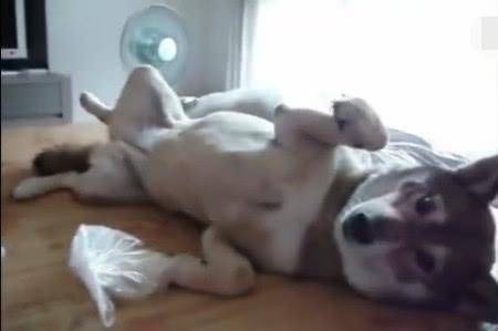 结果|小女孩偷吻猛犬自己却被反咬一口, 知错的狗狗于是往地上一躺!