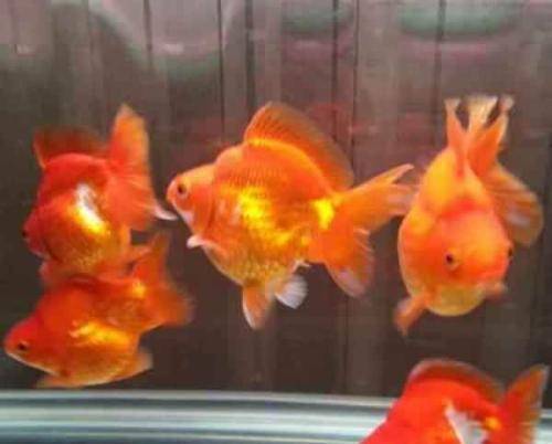 好养的鱼观赏鱼图片 d51d7e2573f8448fab48f0579677a20d.jpeg