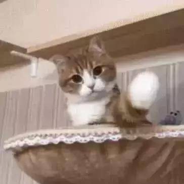 猫咪|小猫咪冲铲屎官不停招手, 铲屎官心里美滋滋, 走近一看当场笑翻