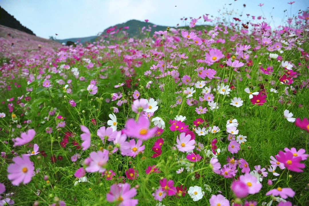 摄影|花式避暑，一见“清”心！只需一瞥，便足以把酷夏原谅…