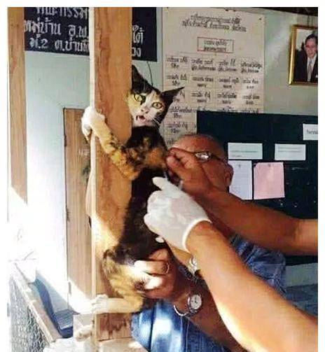 女子带猫咪去医院打疫苗，10分钟后兽医叫她进来，开门一看傻眼了