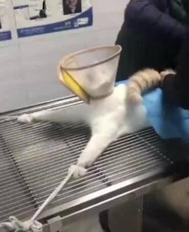 带猫咪去做绝育手术，刚开始不停地挣扎，猫咪：只能听天由命了