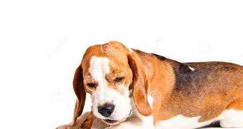 方法|你知道小狗狗挑食要怎么办吗？这些方法能彻底解决挑食问题