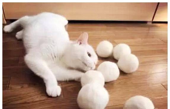 女子收集猫咪毛发两年,做成圆球拿给猫咪 女子收集猫咪毛发两年,做成圆球拿给猫咪