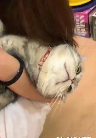 主人给猫咪剪指甲，猫咪躺在怀里一脸享受，网友羡慕：别人家的猫