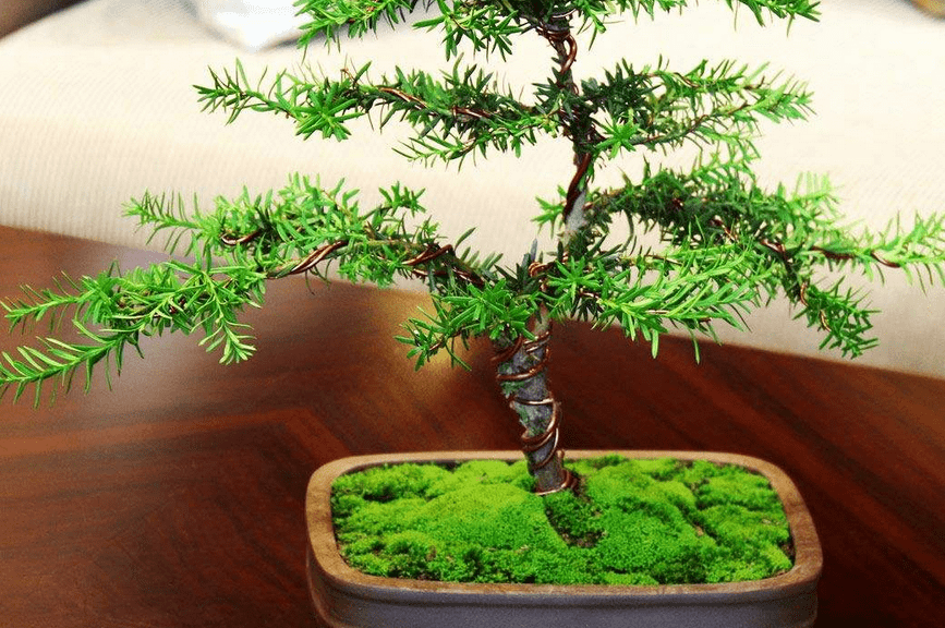 所以要选一些浅一点的花盆来养红豆杉,这样对红豆杉的根部生长是有