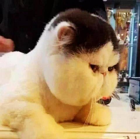 女子觉得猫咪是虚胖,带去宠物店理发,剪完之后,这货哭了一个月 女子觉得猫咪是虚胖,带去宠物店理发,剪完之后,这货哭了一个月