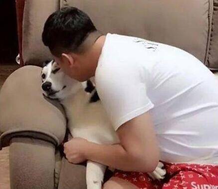 宠主亲了二哈一口,它可不愿意了,都委屈的要哭了! 宠主亲了二哈一口,它可不愿意了,都委屈的要哭了!