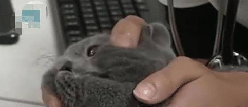 主人花1万元给猫咪割双眼皮，被网友狂怼：有考虑过猫的感受吗？