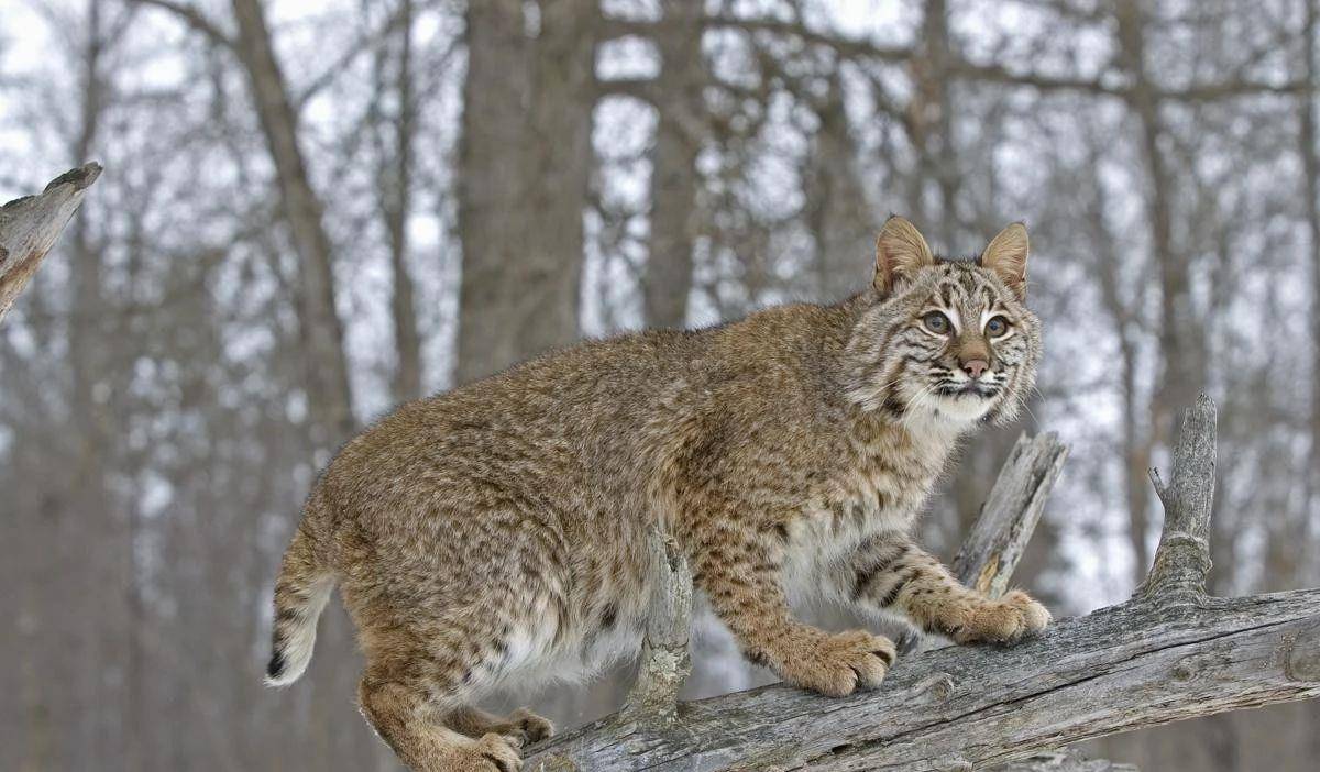 辟谣 短尾猫也是一种猞猁 猞猁天线更长 短尾猫更威猛 加拿大