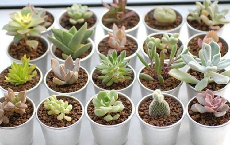 多肉植物怎么种才好 5ed647ce5ca54d95a138cabf0dfb7284.jpeg