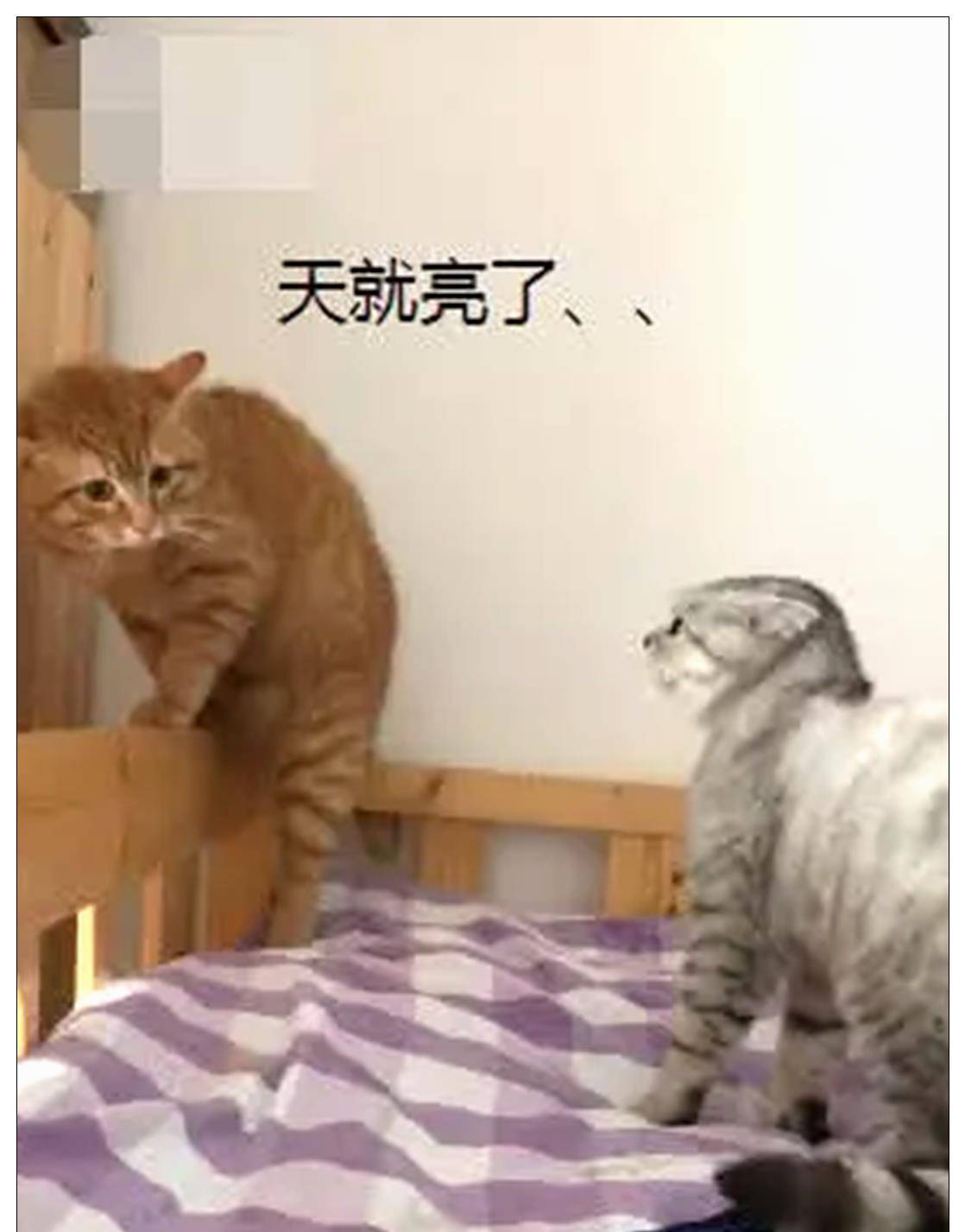 什么|橘猫一夜未归，被母猫逼到角落询问，宠主：我也救不了你！