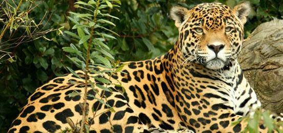 猎豹排名_猎豹简笔画