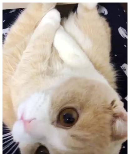 女子下班回到家,发现猫咪在坐着,走到跟前一看,瞬间被萌化了 女子下班回到家,发现猫咪在坐着,走到跟前一看,瞬间被萌化了