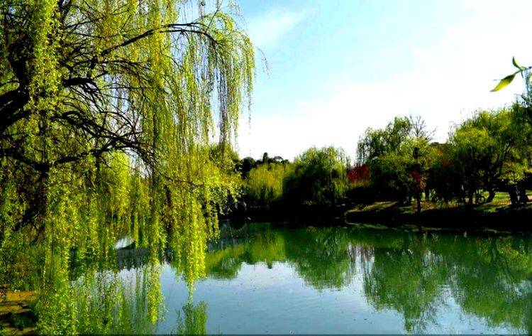 纪凯婷赞美故乡的垂柳