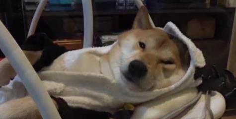 主人生了宝宝，柴犬很吃醋，“霸占”小主人的婴儿床：我也是宝宝
