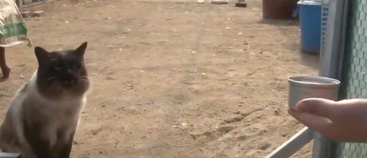 不爱猫窝爱鸡群,猫咪化身鸡群卫士,喵:这就是朕的天下啊 不爱猫窝爱鸡群,猫咪化身鸡群卫士,喵:这就是朕的天下啊