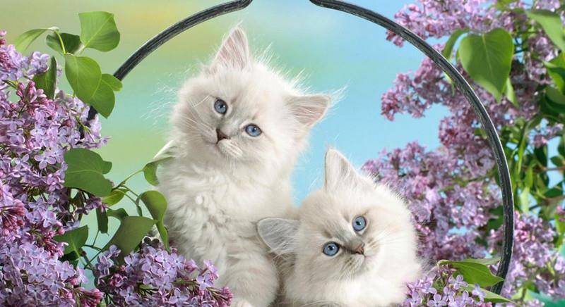 猫为什么特别喜欢躺腿上 9cb3b9aa05414aae94f3a114aacf69f0.jpeg