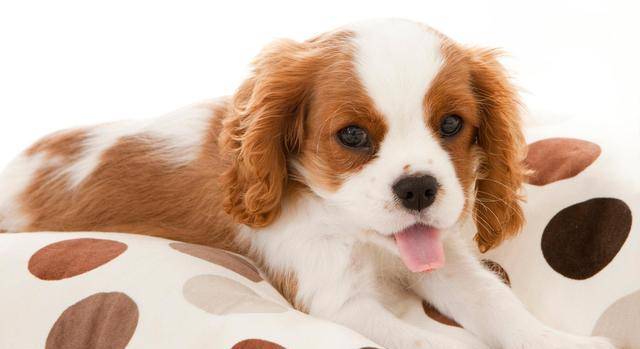 怎么教狗狗 adee2f9a33d54fad9f0a4c5f466094e4.jpeg