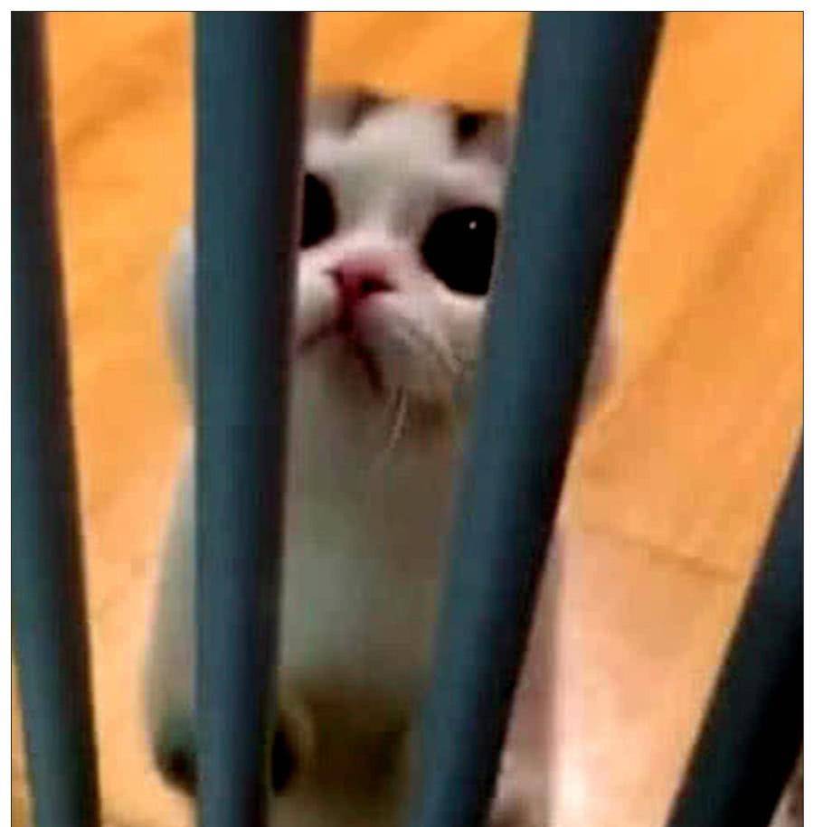女子把小奶猫关在笼子里，做完卫生回来，瞬间被它萌化了！ 