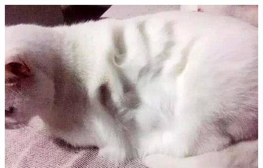 女子邀请闺蜜来家玩,闺蜜直接给了猫咪一巴掌 女子邀请闺蜜来家玩,闺蜜直接给了猫咪一巴掌