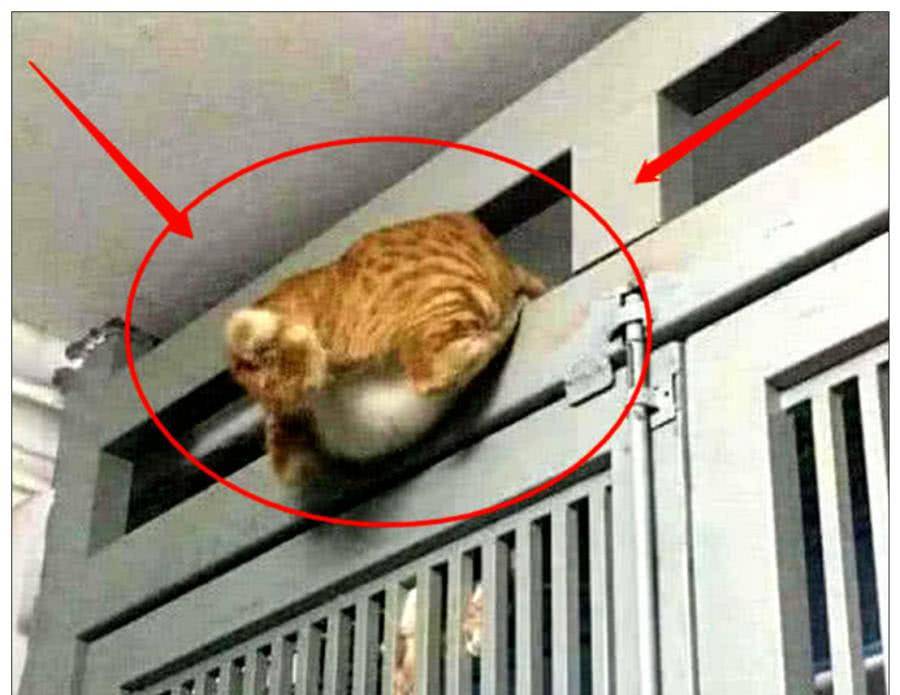 体型|橘猫想去约会，半夜想爬门而出，主人白天看到它后瞬间笑喷了