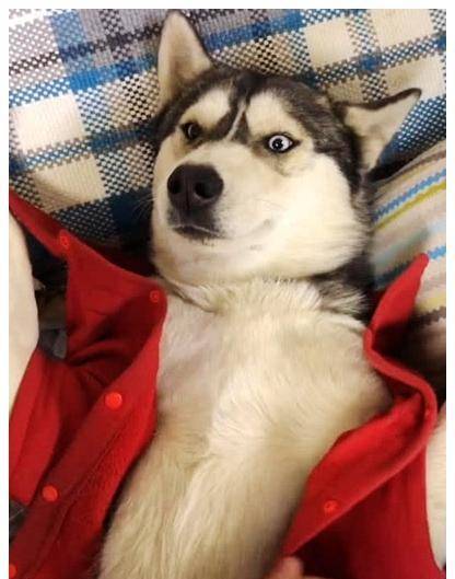 下班回到家，准备把二哈的衣服给换了，解开扣子一看，不淡定了