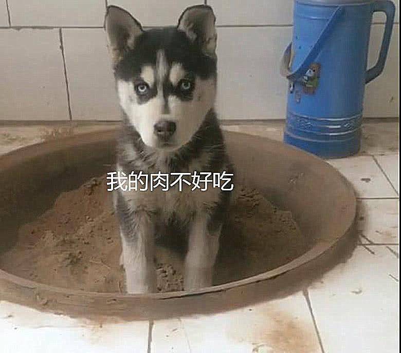 小伙网购哈士奇,卖家非要送口锅不行,半年后小伙:我得谢谢卖家 小伙网购哈士奇,卖家非要送口锅不行,半年后小伙:我得谢谢卖家