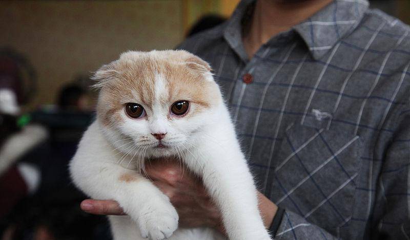 猫咪在家犯了错怎么办?不要忍让不要打,这样处理才正确 猫咪在家犯了错怎么办?不要忍让不要打,这样处理才正确