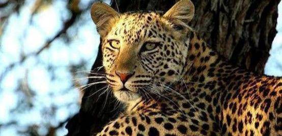 猎豹排名_猎豹简笔画