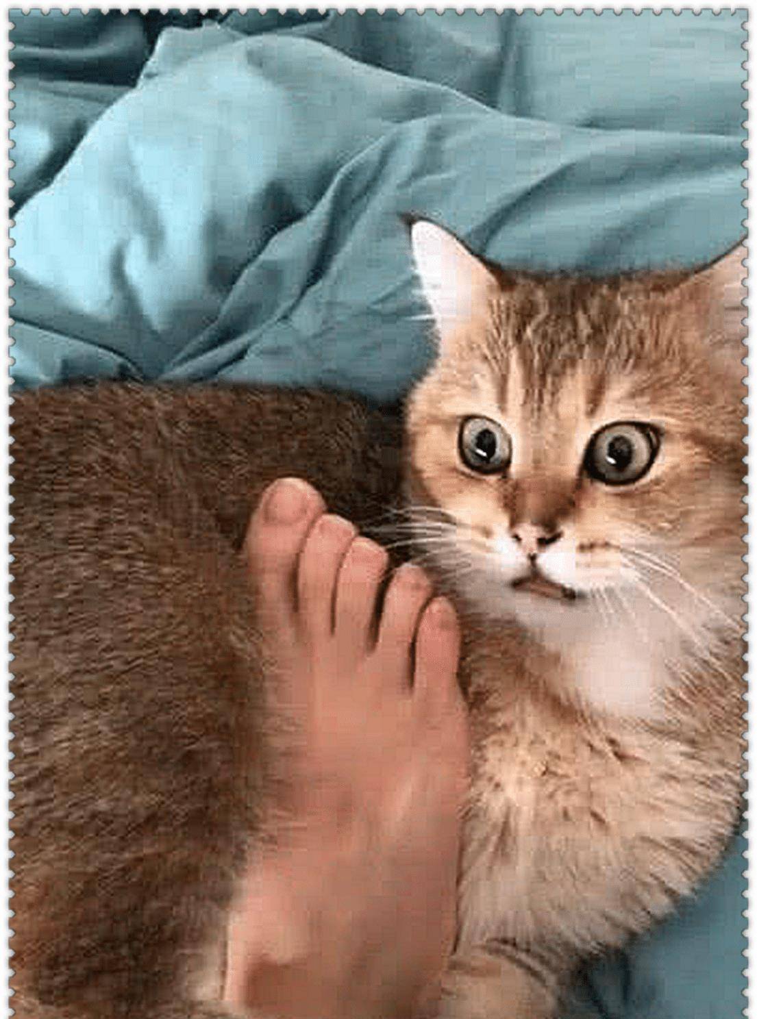 女子把脚放在爱猫身上，它伸舌头舔了一下，结果悔得肠子都青了