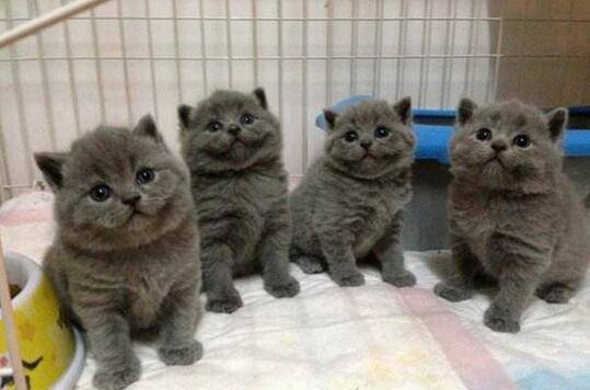 挑选猫咪时，请你牢记这5点，不然会被坑