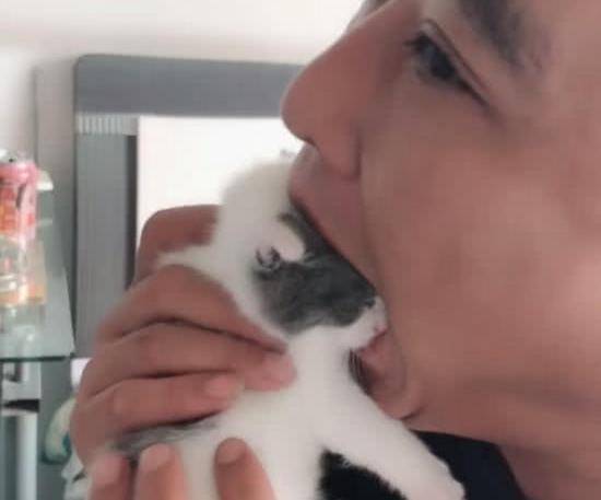 主人忍不住要“吃”小奶猫,猫妈妈看到后的表情亮了! 主人忍不住要“吃”小奶猫,猫妈妈看到后的表情亮了!