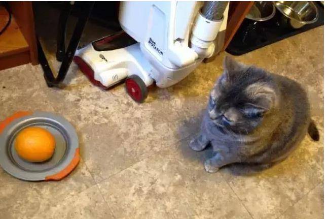 女儿跟蓝猫在地板上玩耍,经过鲜明对比之后,网友调侃道:“猫才是亲生的吧! 女儿跟蓝猫在地板上玩耍,经过鲜明对比之后,网友调侃道:“猫才是亲生的吧!
