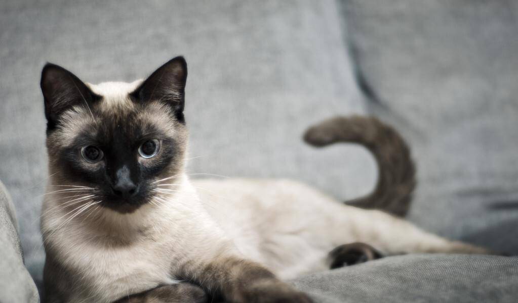 资深养猫人说，养猫要养这几种，不贵又好养