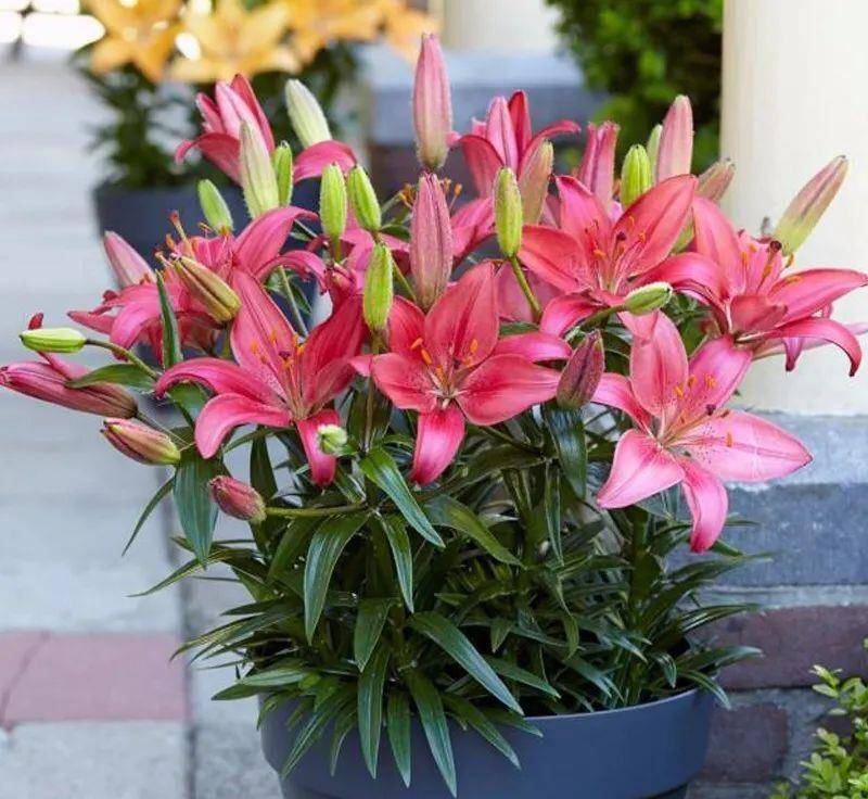 常见的花有毒 107c9693af674f8aae783fc43c50ad2f.jpeg